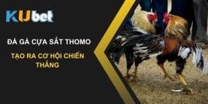 Tạo ra cơ hội chiến thắng với đá gà cựa sắt thomo trên Kubet