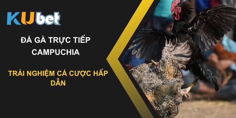 Đá gà trực tiếp Campuchia trên Kubet: Trải nghiệm cá cược hấp dẫn